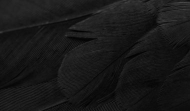 siyah tüylü güvercin makro fotoğrafı. doku veya arkaplan