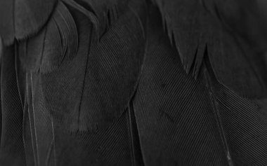 black feather pigeon macro photo. texture or background