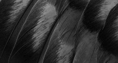 black feather pigeon macro photo. texture or background