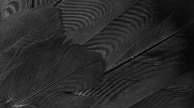 siyah tüylü güvercin makro fotoğrafı. doku veya arkaplan