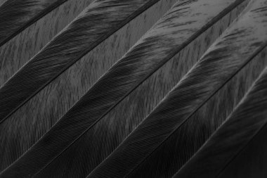 black feather pigeon macro photo. texture or background