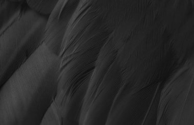 siyah tüylü güvercin makro fotoğrafı. doku veya arkaplan