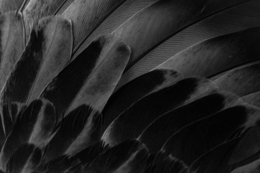 siyah tüylü güvercin makro fotoğrafı. doku veya arkaplan