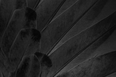 siyah tüylü güvercin makro fotoğrafı. doku veya arkaplan