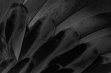 black feather pigeon macro photo. texture or background