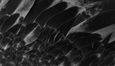 siyah tüylü güvercin makro fotoğrafı. doku veya arkaplan