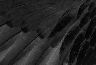 siyah tüylü güvercin makro fotoğrafı. doku veya arkaplan