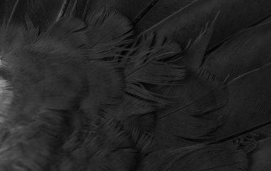 siyah tüylü güvercin makro fotoğrafı. doku veya arkaplan