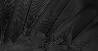 siyah tüylü güvercin makro fotoğrafı. doku veya arkaplan