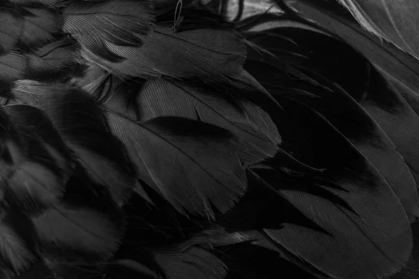 Black Feather Pigeon Macro Photo Texture Background Image En Vente