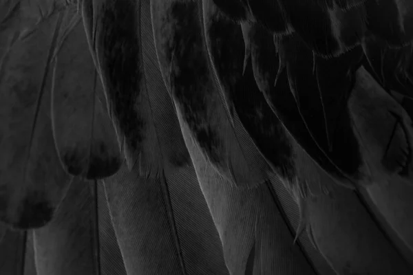 Black Feather Pigeon Macro Photo Texture Background Images De Stock Libres De Droits