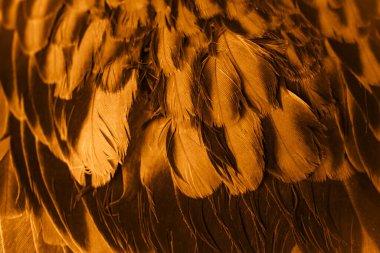 Portakal tüyü makro resim. doku veya arkaplan