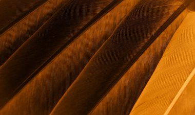 Portakal tüyü makro resim. doku veya arkaplan