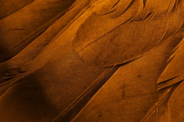 Portakal tüyü makro resim. doku veya arkaplan