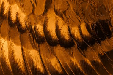 Portakal tüyü makro resim. doku veya arkaplan