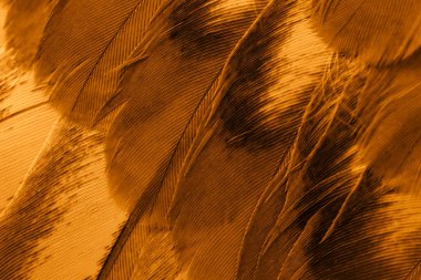 Portakal tüyü makro resim. doku veya arkaplan