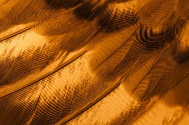 Portakal tüyü makro resim. doku veya arkaplan