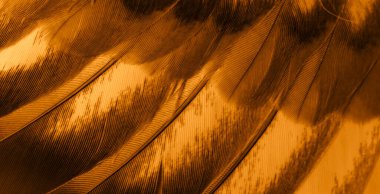 Portakal tüyü makro resim. doku veya arkaplan