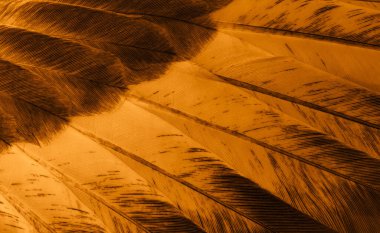 Portakal tüyü makro resim. doku veya arkaplan