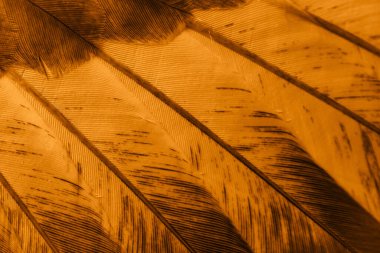 Portakal tüyü makro resim. doku veya arkaplan