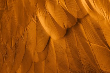 Portakal tüyü makro resim. doku veya arkaplan