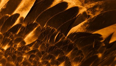 Portakal tüyü makro resim. doku veya arkaplan