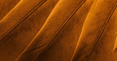 Portakal tüyü makro resim. doku veya arkaplan