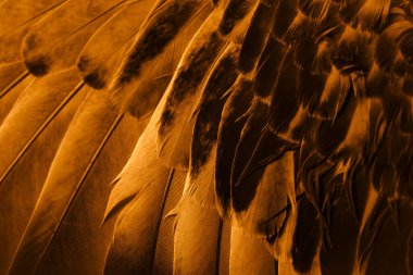 Portakal tüyü makro resim. doku veya arkaplan