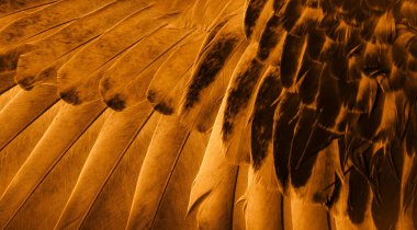 Portakal tüyü makro resim. doku veya arkaplan