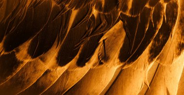 Portakal tüyü makro resim. doku veya arkaplan