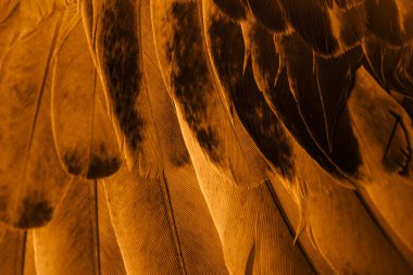 Portakal tüyü makro resim. doku veya arkaplan