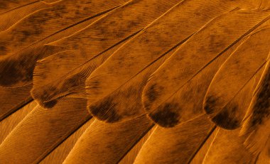 Portakal tüyü makro resim. doku veya arkaplan