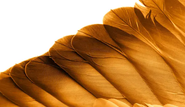 48,000+ Turkey Feathers Stock Photos, Pictures & Royalty-Free