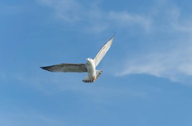 Mavi gökyüzüne karşı beyaz martılar