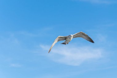 Mavi gökyüzüne karşı beyaz martılar