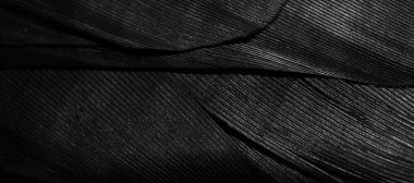 görünür dokuya sahip siyah tüyler