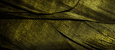 Görünür desenli sarı tüyler.