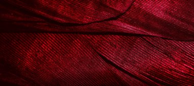 Görünür desenli kırmızı tüyler