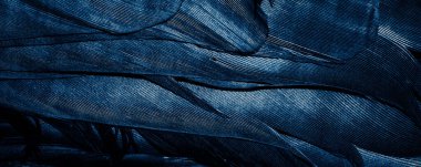 Görünür dokuya sahip mavi tüyler