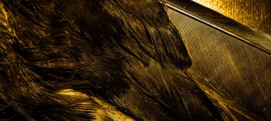 görünür dokuya sahip turuncu tüyler