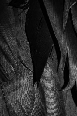 görünür dokuya sahip siyah tüyler