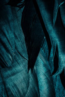 Görünür dokuya sahip mavi tüyler