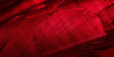 Görünür desenli kırmızı tüyler