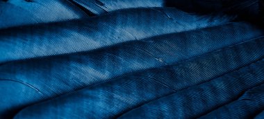 Görünür dokuya sahip mavi tüyler
