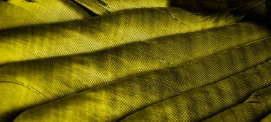 Görünür desenli sarı tüyler.