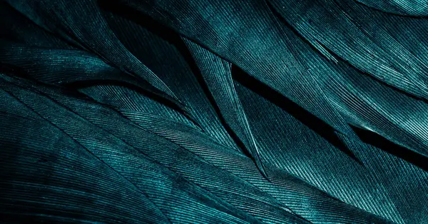 blue feathers with visible texture
