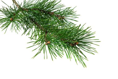 Beyaz izole bir arka planda bahar çamı