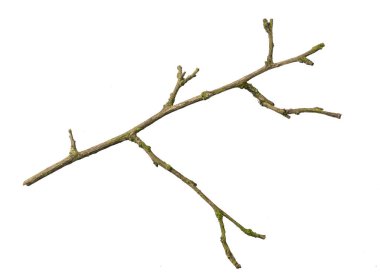 a withered twig on a white isolated background