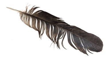 Beyaz izole arkaplanda kahverengi tüy