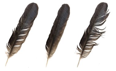 Beyaz izole arkaplanda kahverengi tüy